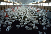Allevamento intensivo di polli