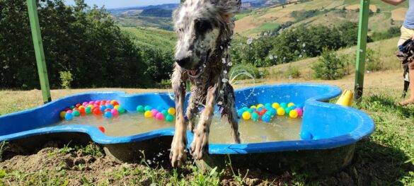 un cane evidentemente felice salta fuori da una piccola piscina piena di acqua e palline